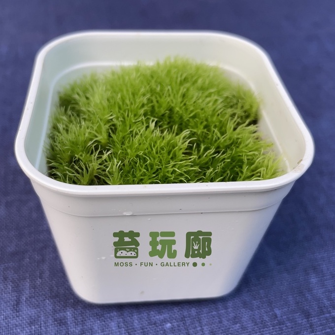 【苔玩廊】白髮苔 - 人工繁殖 苔蘚 微景觀 生態瓶 白髮苔屬