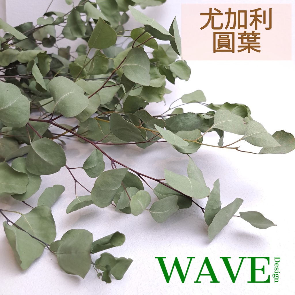 《WAVE Design 》大圓尤加利葉 乾燥尤加利葉 乾燥花材 天然乾燥花 乾燥葉材 花藝材料 葉子 心葉桉 圓葉桉