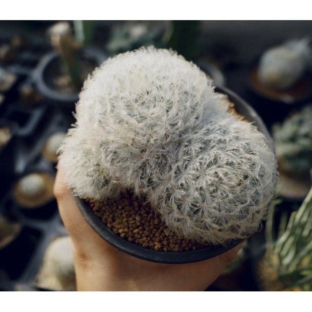 ｜白星｜種子｜仙人掌｜Mammillaria plumosa｜