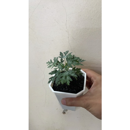 塊根植物-實生塊根雪花西番蓮Adenia metamorpha