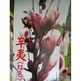 辛夷花苗 比價撿便宜 優惠與推薦 22年12月