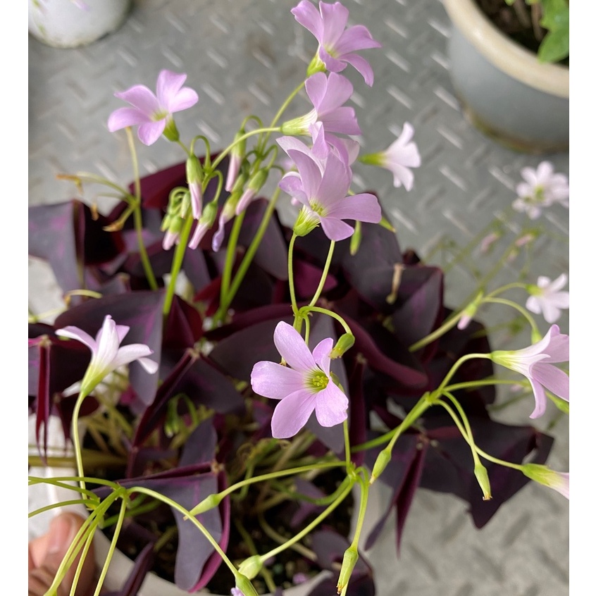 植物空間 觀葉植物 紫葉酢醬草6吋 紫色幸運草（目前現貨是小葉的）