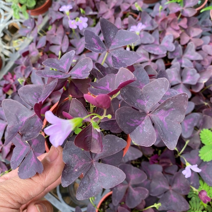 ｛英宏｝ 觀葉植物 紫葉酢醬草3吋 紫色幸運草
