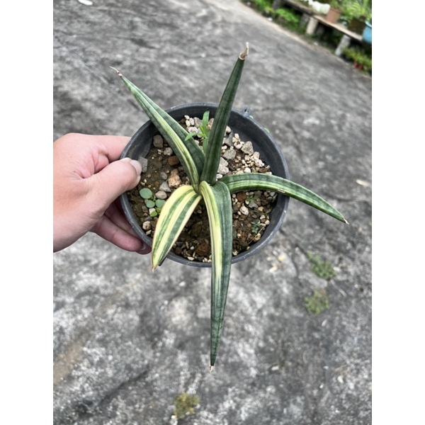 🌳山上有多肉🌳青蟹錦虎尾蘭 Sansevieria patens var裸根