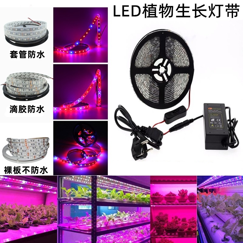LED高亮12V5050貼片燈帶室內植物多肉生長補光3:1/4:1/5:1紅藍比例植物生長防水軟燈條
