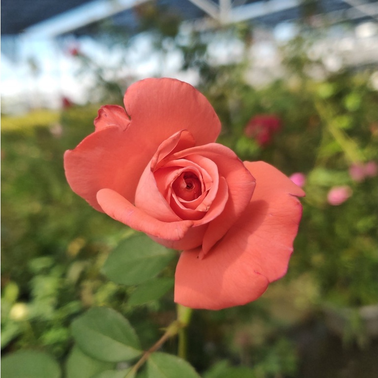 《黛安娜》 🈶貨 🌹 玫瑰花盆栽苗 🌹 玫瑰苗 🌹 玫瑰花苗 🌹 玫瑰盆花 🌹玫瑰花🌹
