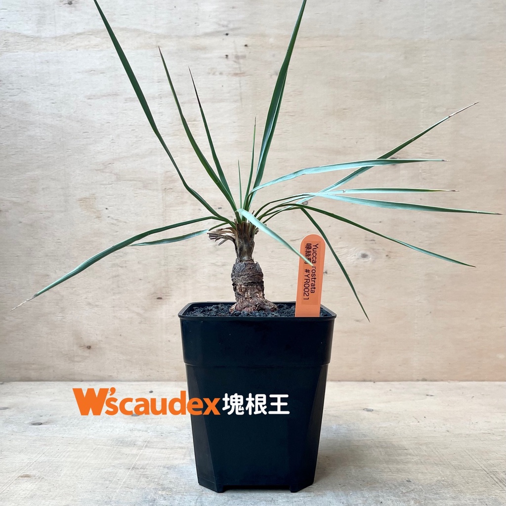 稀有多肉植物 Yucca rostrata 喙絲蘭