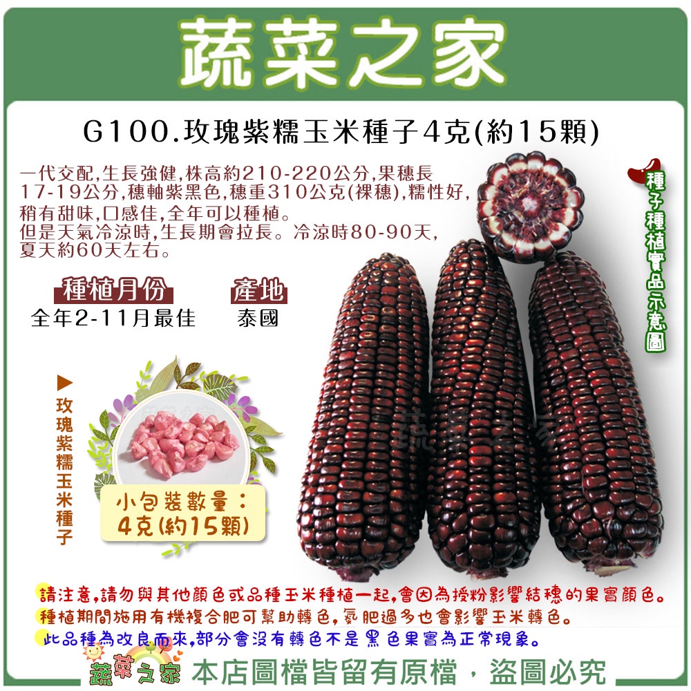 【蔬菜之家滿額免運】G100.玫瑰紫糯玉米種子4克(約15顆)(有藥劑處理)(新品種)F1 園藝 穗軸紫黑色，糯性好