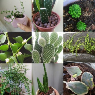［臺灣現貨］◕ᴗ◕✿遇見花草🌹🌱小植物~葉類/多肉/仙人掌/香菜種子/大波斯菊種子