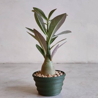 【茶杯盆】盆器 塊根盆 多肉盆 造型花盆 3d列印 白馬城 象牙宮 仙人掌 沙漠玫瑰 龜甲龍 3吋盆 多肉 龜背玉 玉露