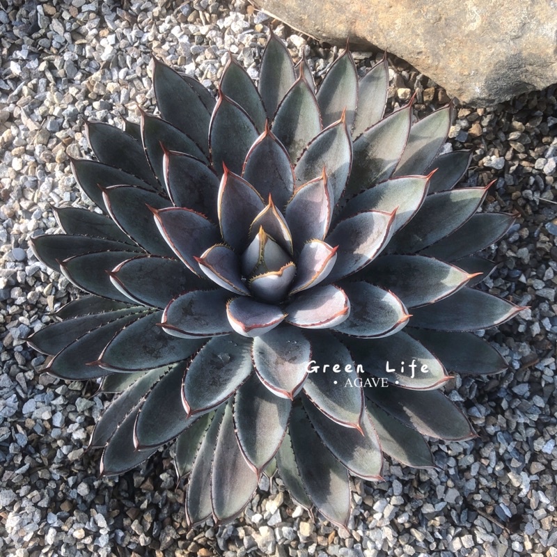 Agave / 新血雨 Agave titanota hybrid 「XZ新血嚴龍」 type F ［新血雨x寬葉嚴龍