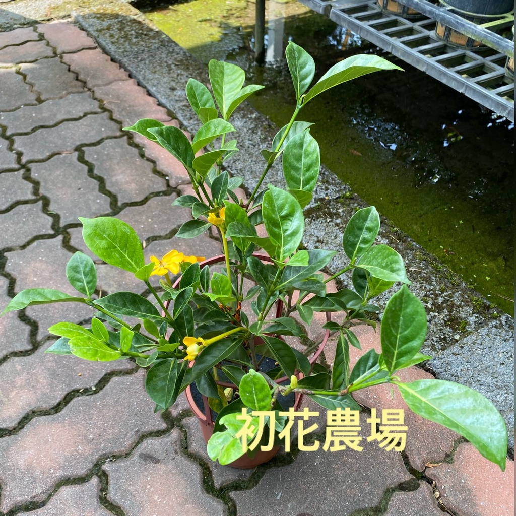 初花農場｜長筒黃梔花｜5寸盆｜四季開花，花朵具有香味｜～定價230特價180