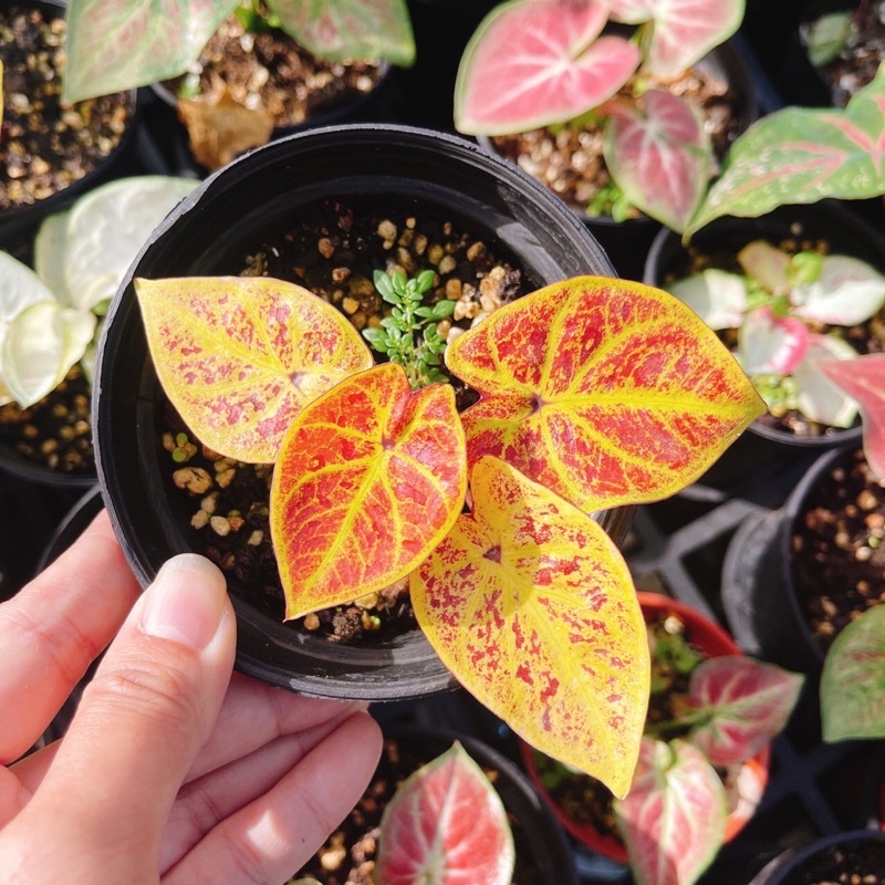 衝評價 嘻哈果汁 彩葉芋 觀葉植物 泰國彩葉芋 小品 三寸盆 網紅 3.5吋盆