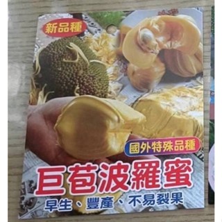 卉迎園藝 巨苞波羅蜜靠接苗（新品種）高度50公分/水果樹苗/新興果樹