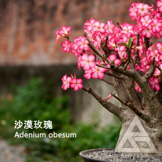 ｜沙漠玫瑰｜塊根｜實生植物｜Adenium obesum｜