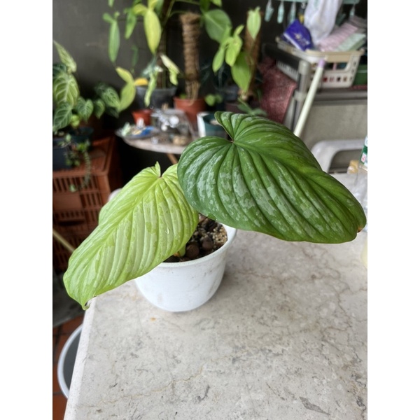 白雲蔓綠絨 Philodendron mamei