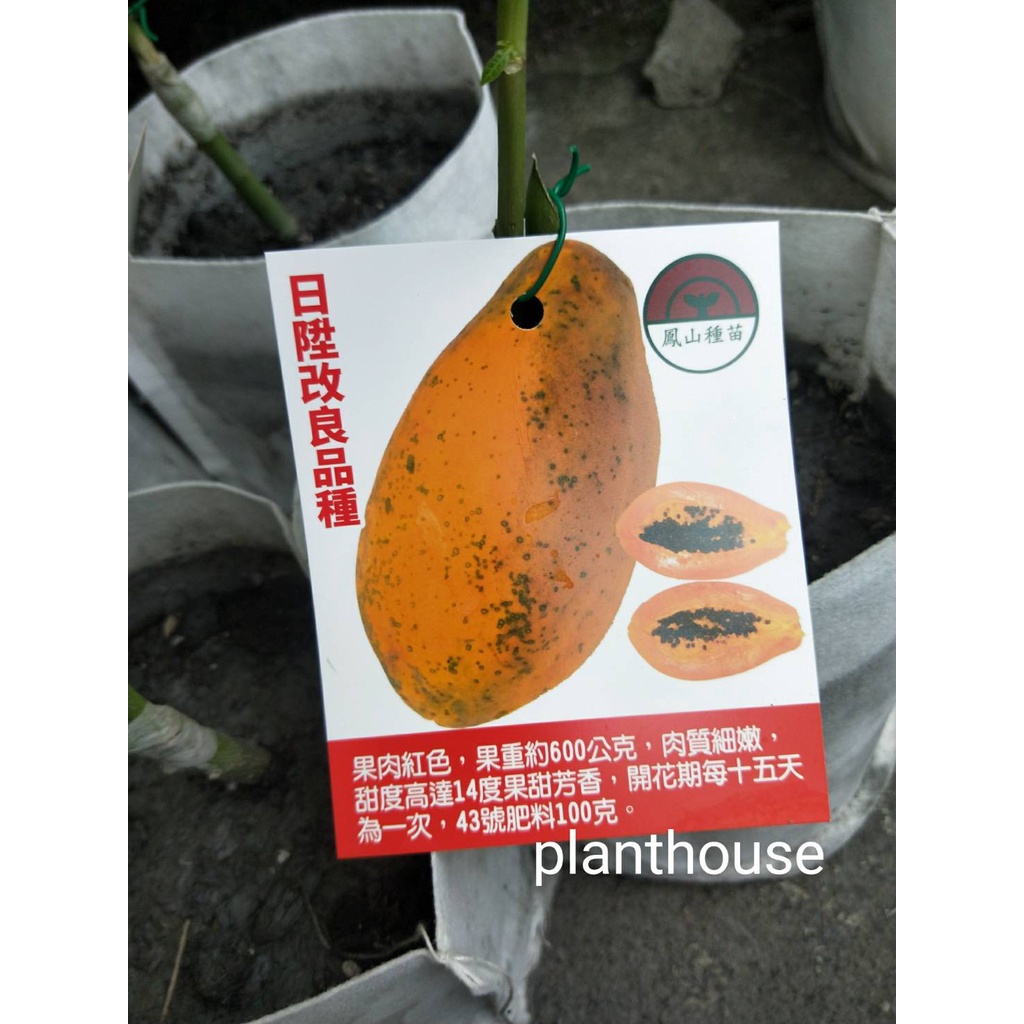 ●○植宅●○日陞木瓜苗(紅肉/改良品種)●○5/6吋盆●○水果苗●○建議郵局