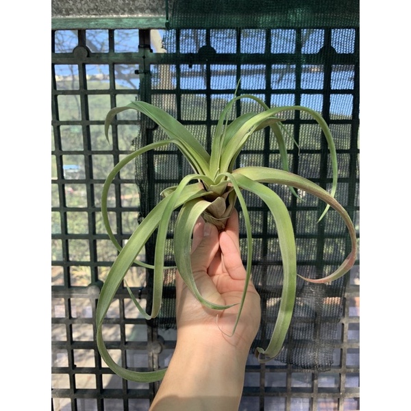 空氣鳳梨Tillandsia 銀玫瑰 x電捲 RFI