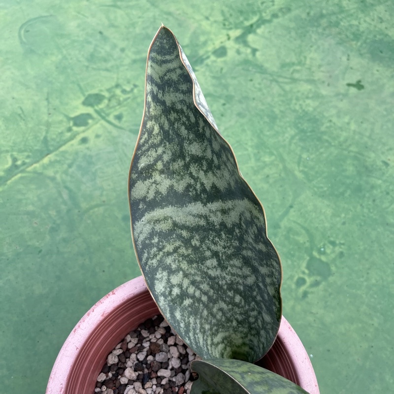 寶扇/虎尾蘭。現切側芽（26公分）滷蛋多肉園