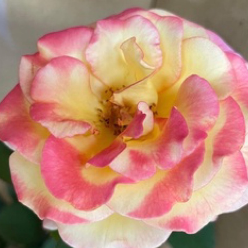 《美夢成真》🈶貨🌹 玫瑰花盆栽苗 🌹 玫瑰苗 🌹 玫瑰花苗 🌹 玫瑰盆花 🌹玫瑰花🌹