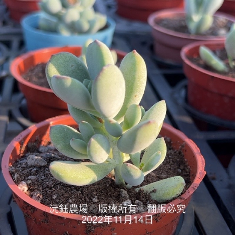 沅鈺農場多肉植物雪木福娘 露養植物有葉傷 蝦皮購物