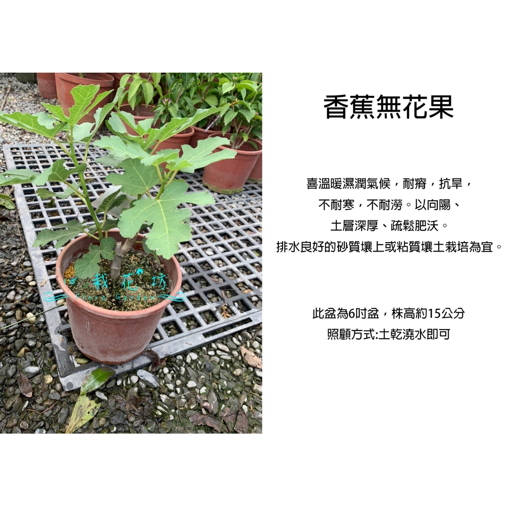 心栽花坊-香蕉無花果/6吋/無花果/水果苗/售價180特價150