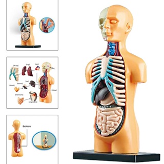 人體模型遊戲組 可拆卸內臟 人體軀幹 人體模型玩具 解剖展示組裝學習 DIY 解剖模型醫學教學科普 科學教具玩具