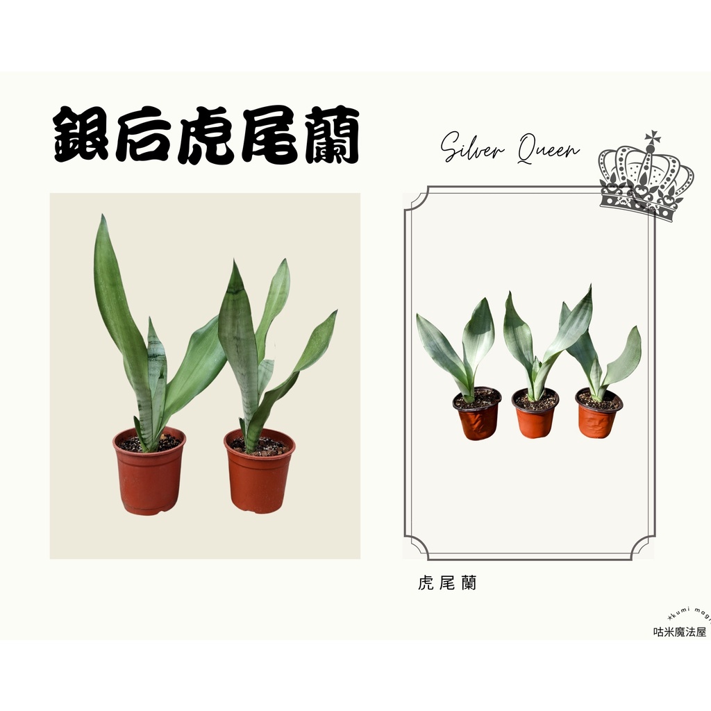 [園藝植作] 銀后虎尾蘭 / Silver Queen / 文青必備款，白玉虎尾蘭/虎尾蘭/室內盆栽【咕米魔法屋】