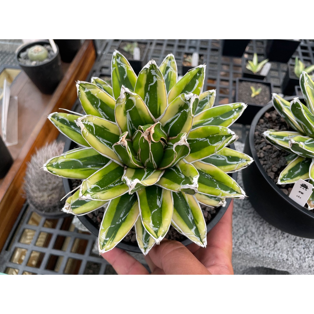 【笹之雪系列】輝山側芽 小苗 龍舌蘭  7年培育經驗 Agave｜喜龍園多肉專賣店