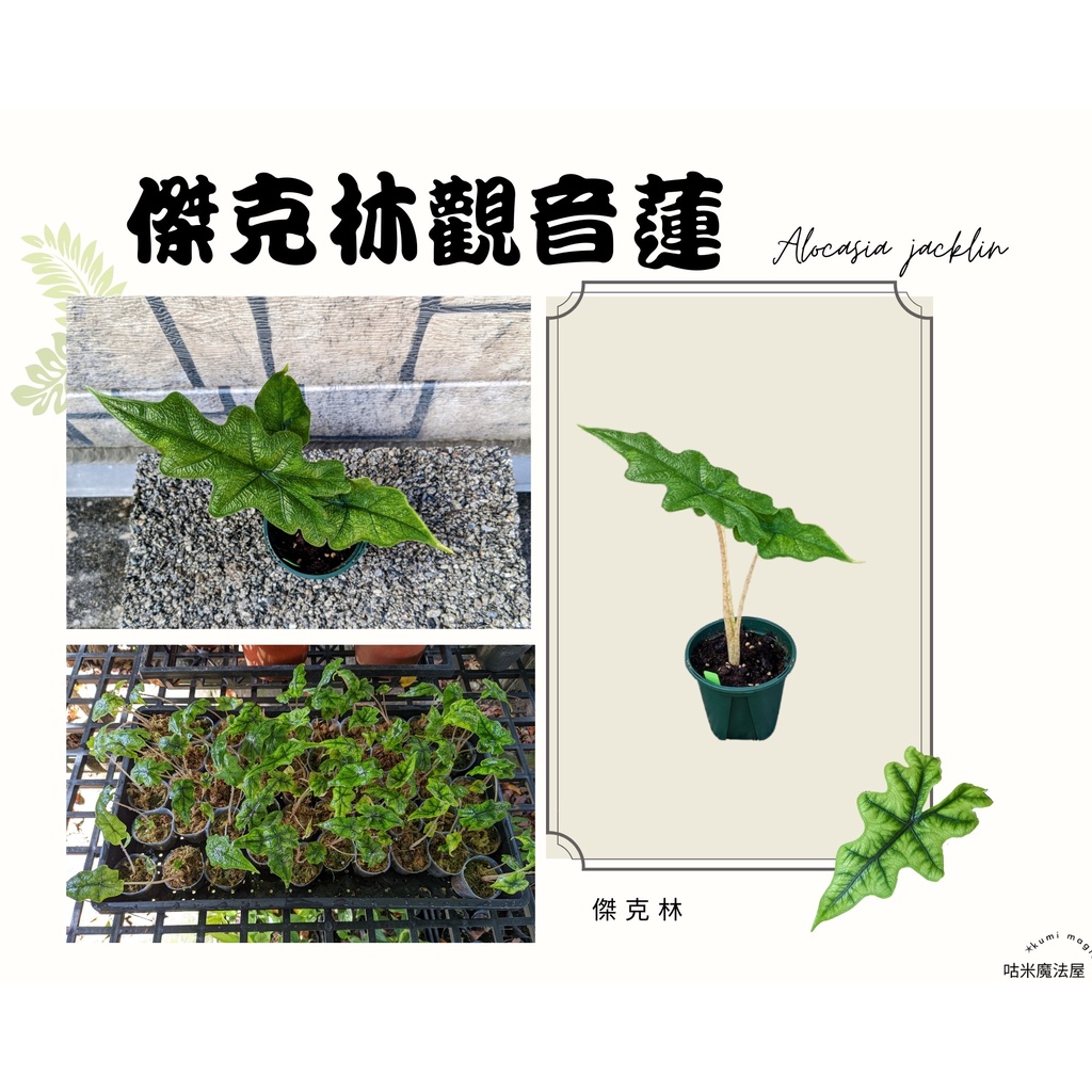 [園藝植作] 傑克林觀音蓮｜傑克林觀音蓮 / Alocasia Jacklin｜觀葉、雨林、觀葉植物【咕米魔法屋】