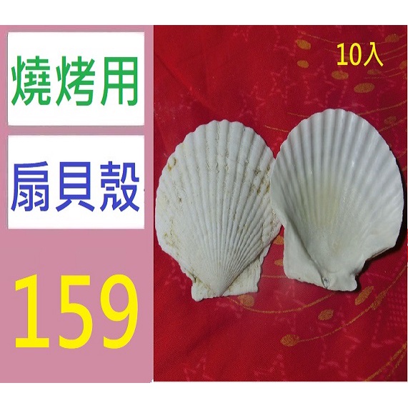 【三峽現貨可自取】10入扇貝大白殼彩繪塗鴉扇白色貝殼片diy燒烤用殼燒烤大貝殼獨立站 扇貝貝殼