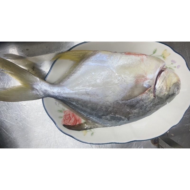 水產鹹水養殖新鮮整尾紅沙魚300g~零售（批發）