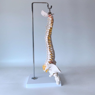 {教學}中醫正骨脊椎演示模型 40CM人體脊柱帶神經椎間盤突出付頸椎血管 #6