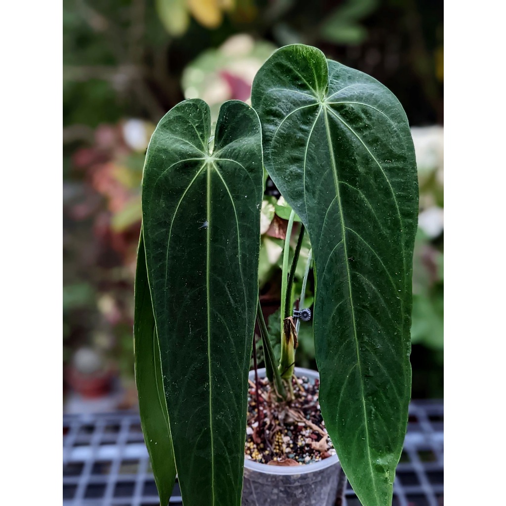 開心農元- 觀葉植物 - 🔥火鶴之后 Anthurium warocqueanum