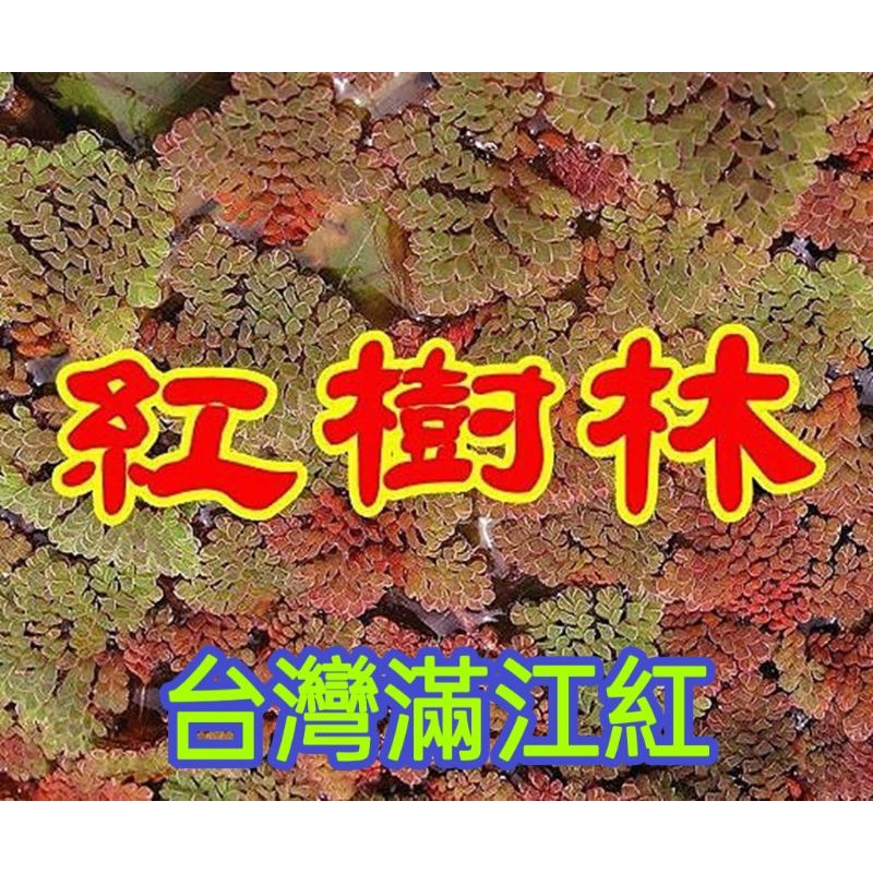 促銷價【紅樹林】台灣本土滿江紅.....100公克