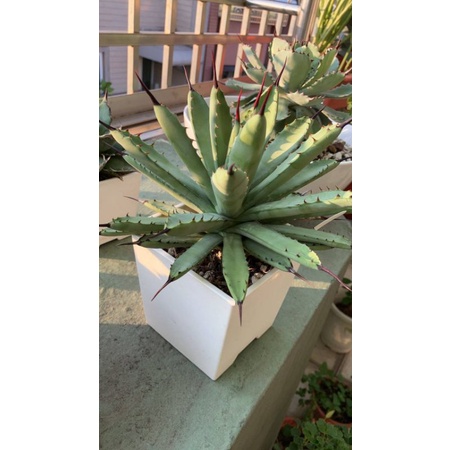 Agave 玫瑰八荒殿  龍舌蘭 多肉植物（含盆）