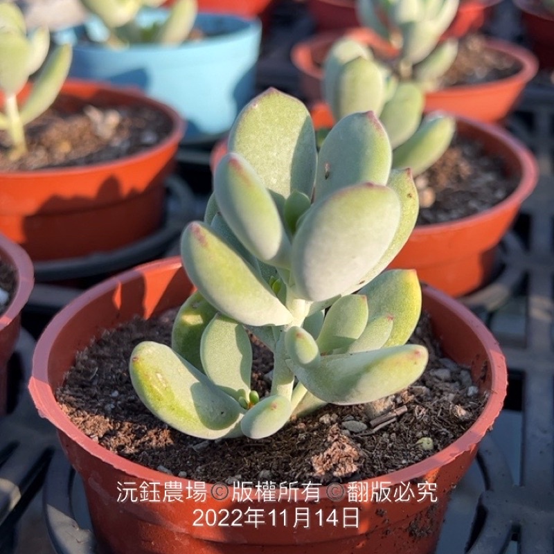 沅鈺農場多肉植物雪木福娘 露養植物有葉傷 蝦皮購物