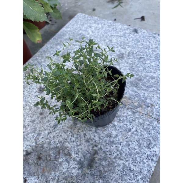 香草植物：（綠百里香）小盆栽