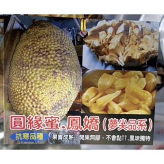 卉迎園藝 圓緣蜜.鳳嬌波羅蜜靠接苗高度60公分