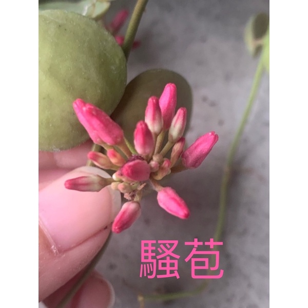 🌸毬蘭🌸騷苞（圖一為花照，圖二為販售小苗持續生長中，隨機出貨）