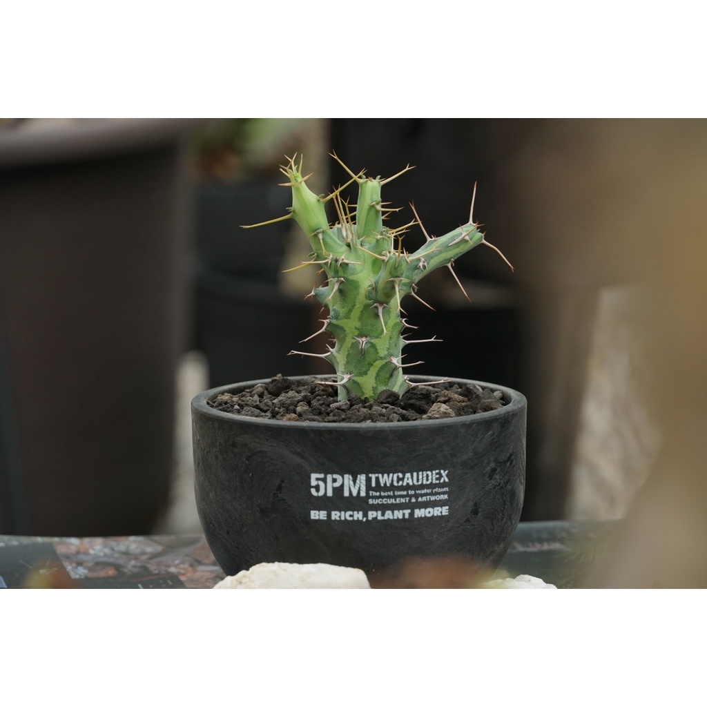 酉 5pm / 魚叉大戟 Euphorbia schizacantha / 塊根植物 塊莖植物