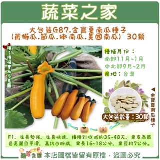 蔬菜之家滿額免運【00G87】大包裝.金寶夏南瓜種子(黃櫛瓜.節瓜.嫩南瓜.美國南瓜) 30顆(F1，果皮為黃色亮麗