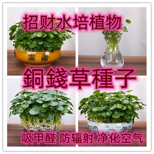 （教學種植） 銅錢草種子 水培植物室內盆栽客廳桌麵水養植物花卉綠植盆栽種子 灑水就貨