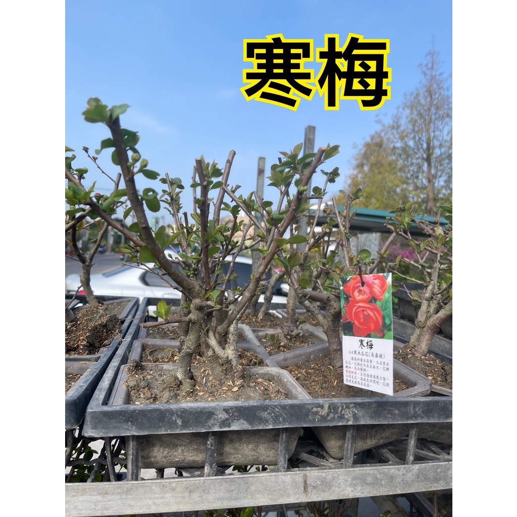 木瓜花的價格推薦 22年12月 比價比個夠biggo