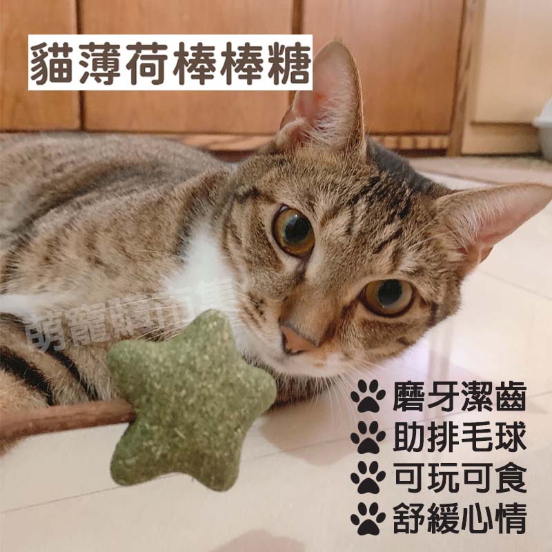 【出清】貓薄荷棒棒糖 貓草星星棒棒糖 貓咪磨牙棒 木天蓼棒 貓冰棒 磨牙啃咬棒 磨牙潔齒棒 潔牙棒 木天蓼磨牙棒 貓