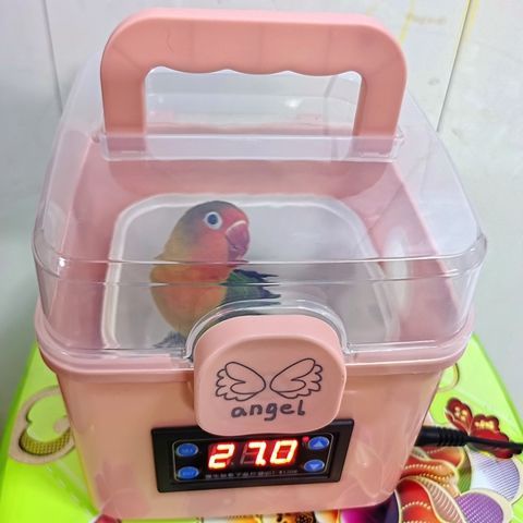 新款便攜式恆溫幼鳥育雛箱鸚鵡保溫箱寵物恆溫飼養箱