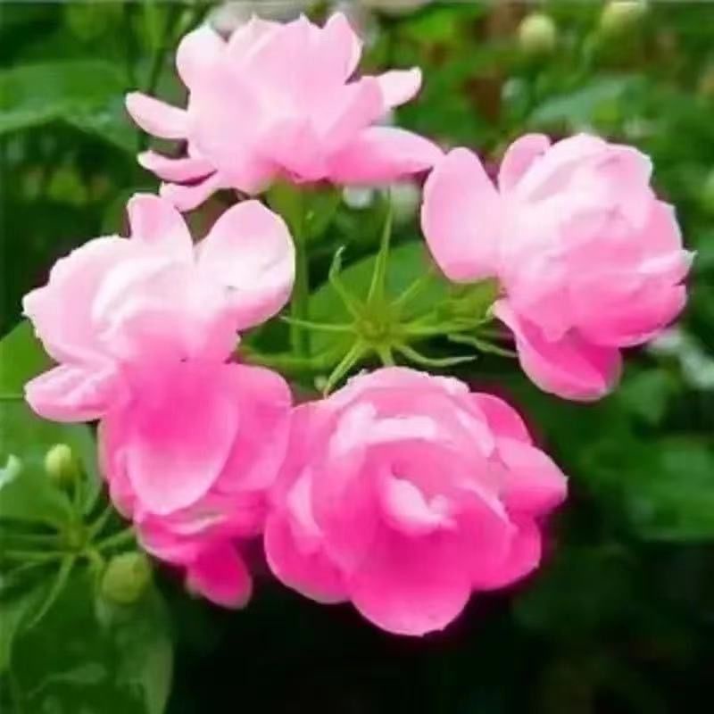 免運 收據 茉莉花苗盆栽虎頭茉莉花苗重瓣花卉陽臺室內庭院綠植庭院 蝦皮購物