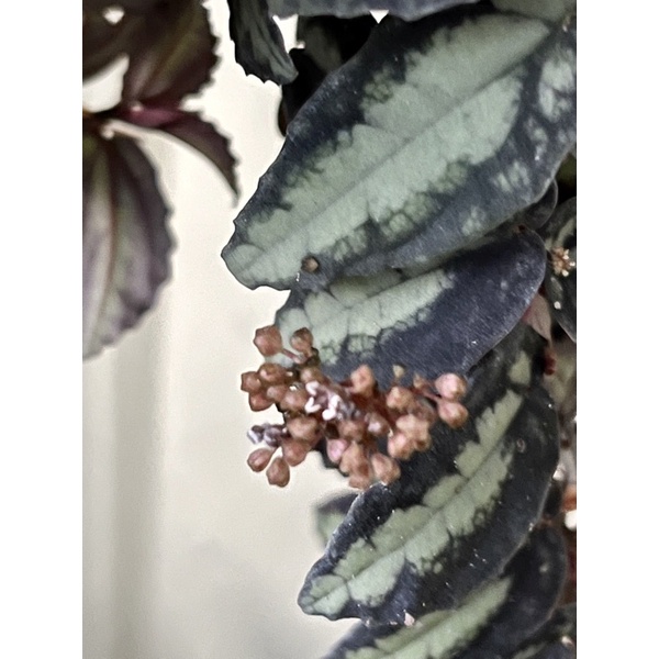 噴煙花 Elatostema Daveauanum 植悟誌它開花期會噴煙喔 蝦皮購物