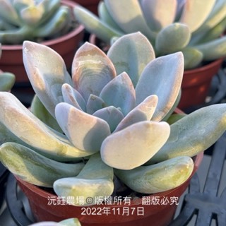 沅鈺農場多肉植物雪木福娘 露養植物有葉傷 蝦皮購物