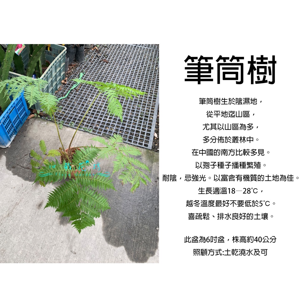 心栽花坊-筆筒樹/6吋/超取會折損接受才下/綠化植物/室內植物/觀葉植物/蕨類/售價500特價400